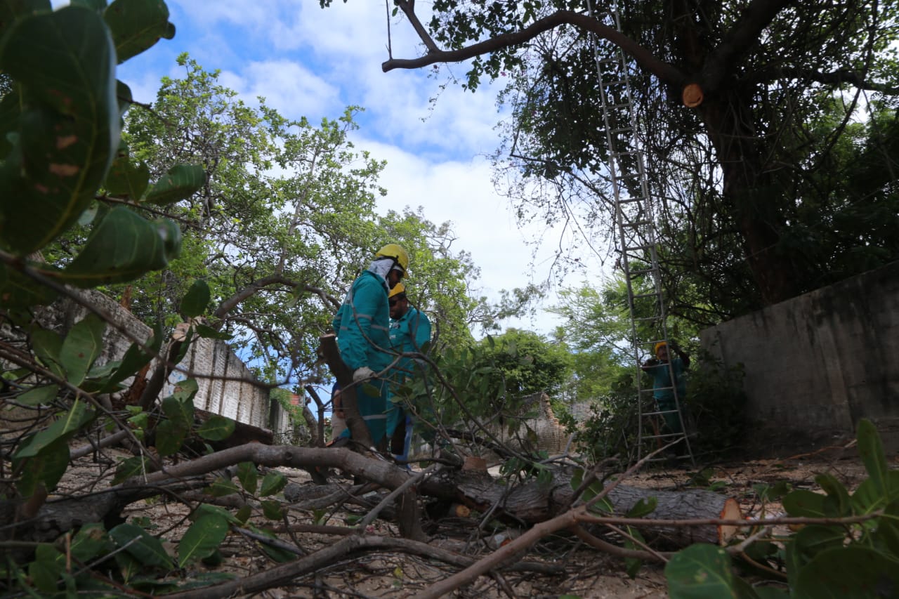 operário podando uma árvore